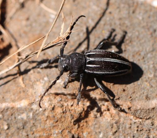 Réf. 190 413 : Iberodorcadion fuliginator